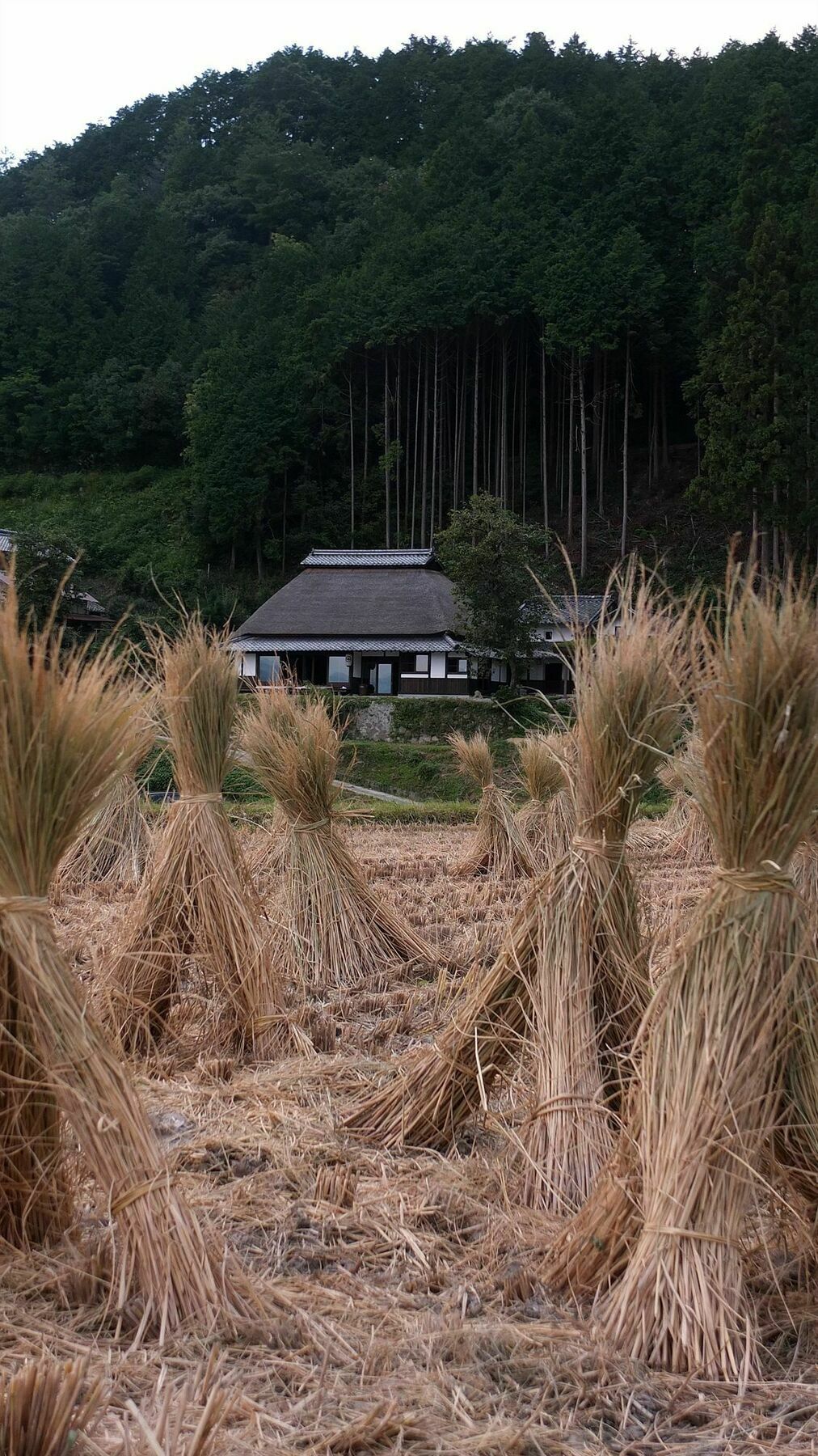 Sasayuri-Ann Nara Exterior foto
