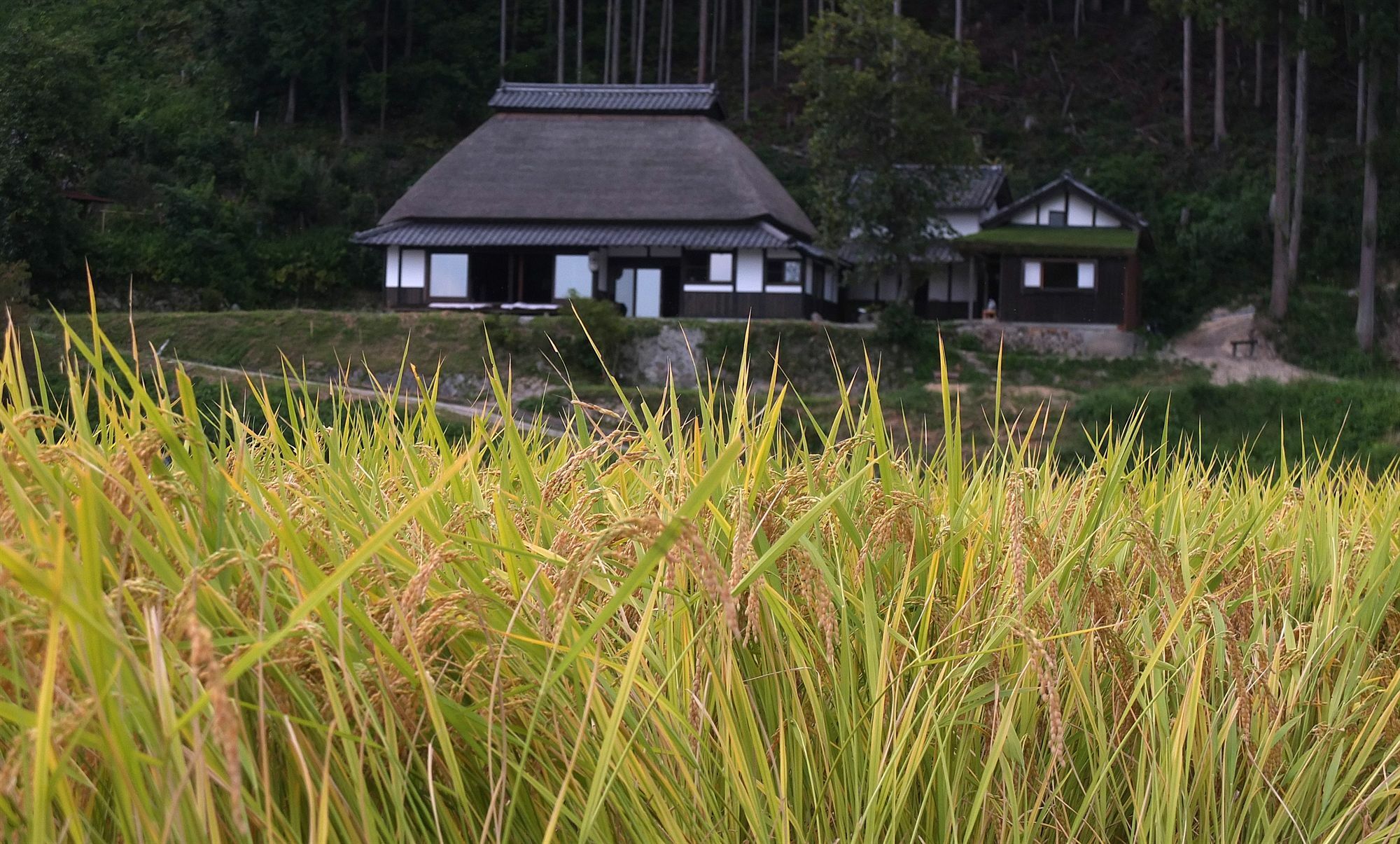 Sasayuri-Ann Nara Exterior foto